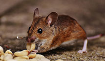 24 Hour & Emergency Exterminators in Boynton, OK